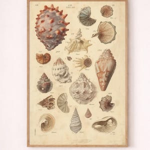 May include: A framed vintage print displaying detailed illustrations of various seashells. The artwork showcases a variety of shapes, sizes, and colours, including tan, brown, and cream hues. The print is mounted in a wooden frame, adding a classic touch to the overall aesthetic.