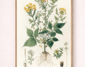 Vintage Botanical Flower Plant Art Print - Old Biology Book Illustration Poster (Digital Download)