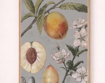 Stampa artistica botanica vintage di pesca - Illustrazione di frutta e fiori (download digitale)
