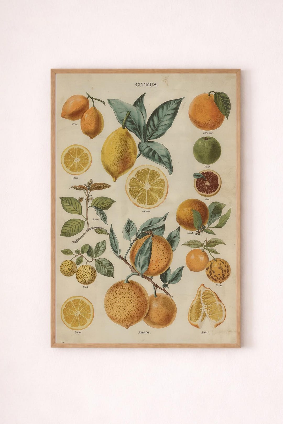 Vintage Lemon Botanical Art Print - Antique Citrus Fruit Wall Decor ...