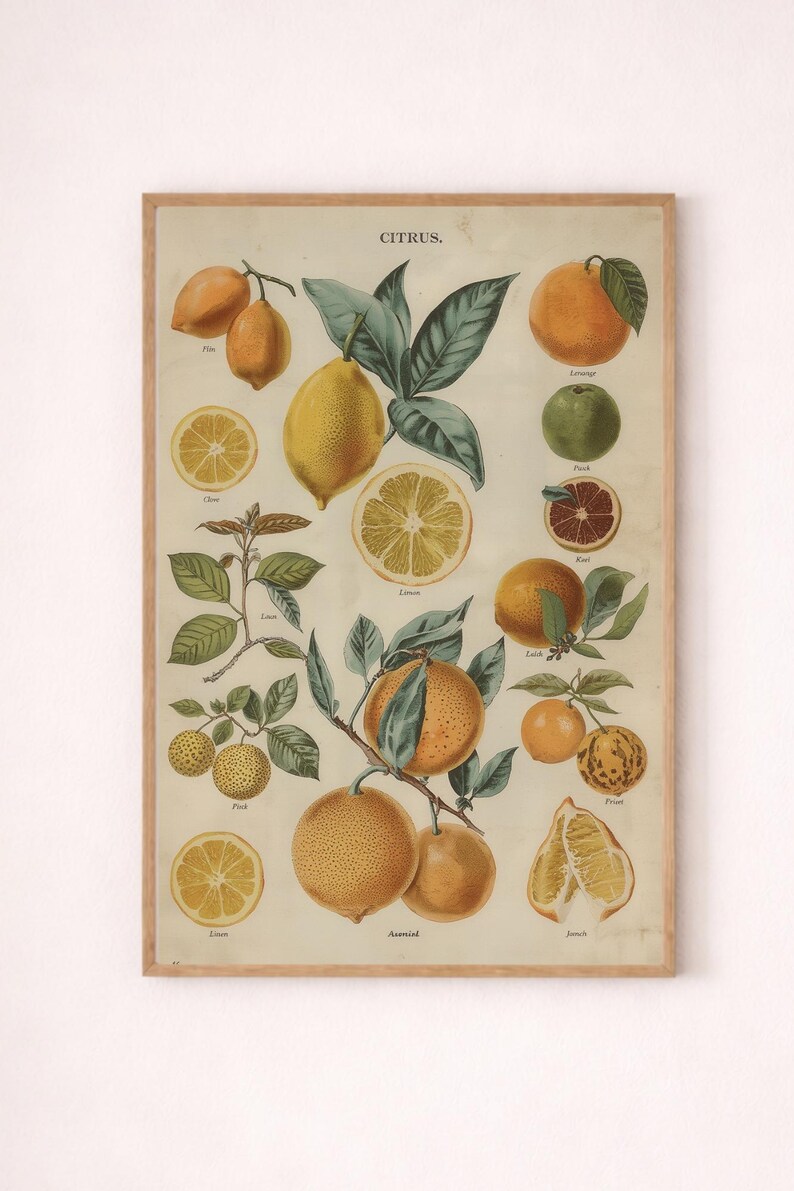 Vintage Lemon Botanical Art Print - Antique Citrus Fruit Wall Decor ...