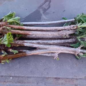 12 Size Small MARGE Elderberry Cuttings Self Pollinating
