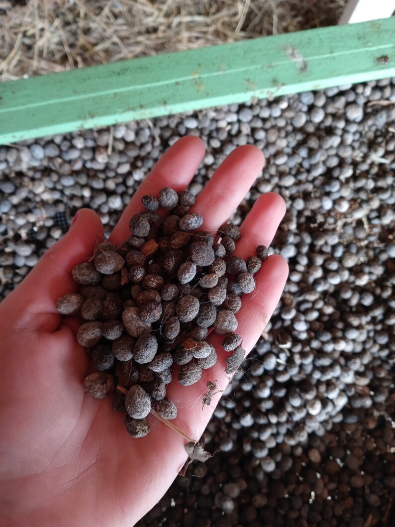 Rabbit Manure/ Fertilizer Etsy