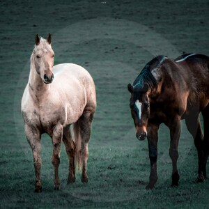 Horses Photography, Printable, Wall Decor, rustic horses