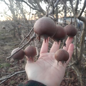 May include: Close-up of brown, round fruits with small, spiky stems, growing on bare tree branches. The fruits are held in a hand, with a blurred background of more branches and a hint of sunlight. The fruits appear to be about 2 inches in diameter.
