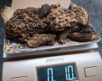 Morel Mushrooms, Dehydrated, Dried Wild Foraged, Gourmet Mushroom