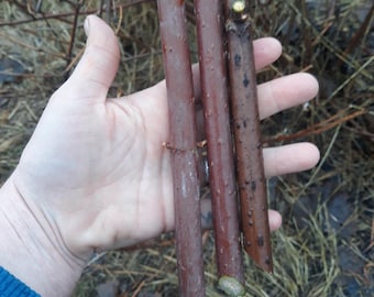 Black Elder Cuttings – Organically Grown Elderberry Plants