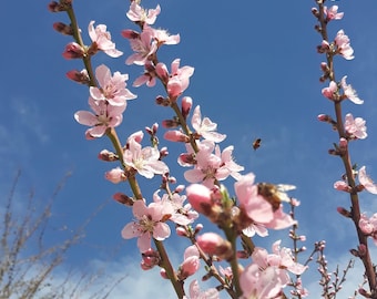 Peach Root Stock Cuttings – Organic Peach Tree Grafting Plants