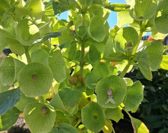 Bells of Ireland Seeds – Heirloom Flowering Plant for cut flowers, " good luck, " ornamental, 10 seeds