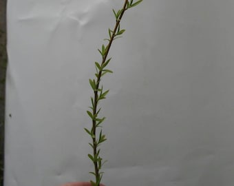 Weeping Willow Cuttings – Organically Grown Willow Tree Plants