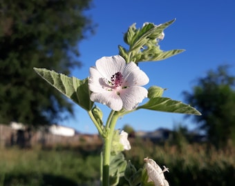 Marshmallow Root Seeds Althae officinalis Heirloom Herb - Remedies, Tea (20 seeds) non-gmo organic - practices