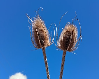 Dried Teasel Thistle Heads | Rustic Farmhouse Wreath, Wedding Decor Arrangement