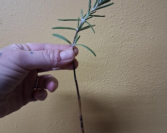 Rosemary Cutting - For Rooting, Edible Herbs Plant, Savory Herb Bush