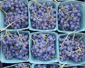 Thomcord Grape Cutting – Small Seed, Super Sweet Vine