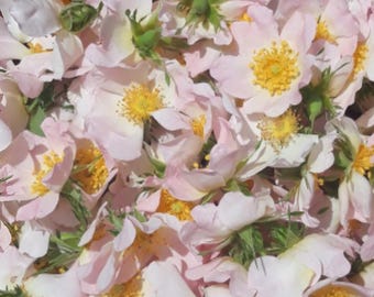 Wild Rose Cutting - For Rooting, Edible Flower Plant, Rosehip Plant