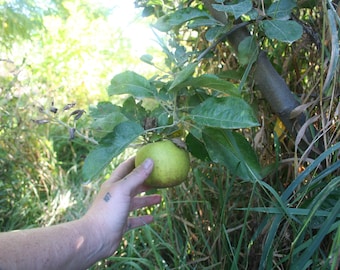 AppleRoot Stock Cuttings – Organic apple Tree Grafting Plants