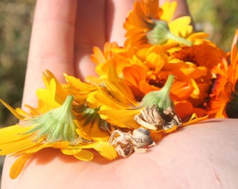 Calendula Seeds – Heirloom Flowering Plant for Salve, Edible Garnish (15 Seeds)
