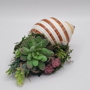 May include: A seashell with brown and white stripes is filled with green succulents and pink flowers. The shell is sitting on a white surface.