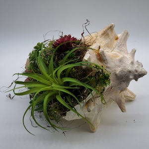 May include: A seashell planter with a variety of green succulents and a single pink flower. The planter is made of a natural seashell with a white and beige color.