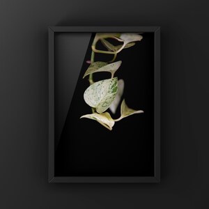 May include: A framed print of a variegated plant with green and white leaves hanging against a black background.