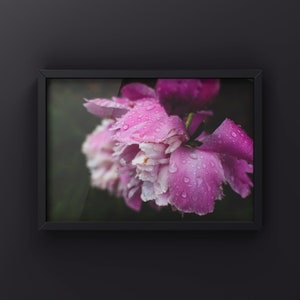 Pink Peony Flower Wall Art - Botanical Printable Photography - Floral Flower Wall Decor