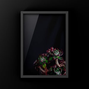 Zapatillas de rubí suculentas - Arte de pared botánico