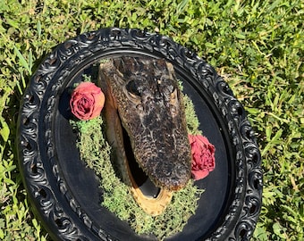 Crocodile & rose decor | gothic | oddities | curio | real crocodile and roses | gothic decoration | home decor |