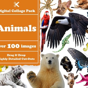 Tier Collage Schöpfer 100+ Bilder || Tier Digital Collage Maker || Tiere Collage Creator für Photoshop und Procreate Collage Bilder
