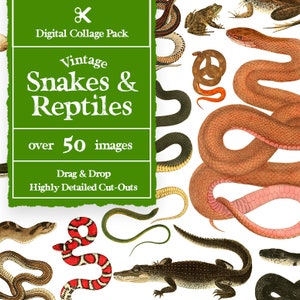 Criador de colagem de cobras e répteis vintage com mais de 50 imagens || Criador de colagem digital de cobras vintage | Elementos antigos de colagem | Kit Colagem Vintage