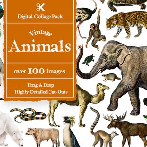 Creatore di collage di animali vintage Oltre 100 immagini // Creatore di collage digitali di animali vintage // Creatore di collage vintage per Photoshop