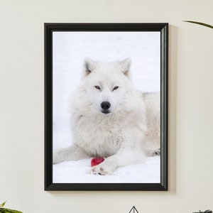 Póster impreso de LOBO BLANCO Quebec - Canadá Premium, Póster de animales, Impresión de viajes, Arte de pared, Ilustración de nieve