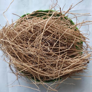 May include: A close-up shot of a nest made of intertwined, thin, light brown twigs. The nest is set inside a green, shallow bowl, creating a natural, earthy aesthetic. The twigs are densely packed, forming a sturdy structure.