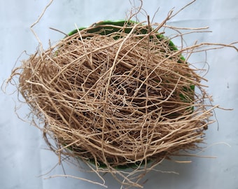 Indian Vetiver Root: Natural Organic Khus Khus Herb