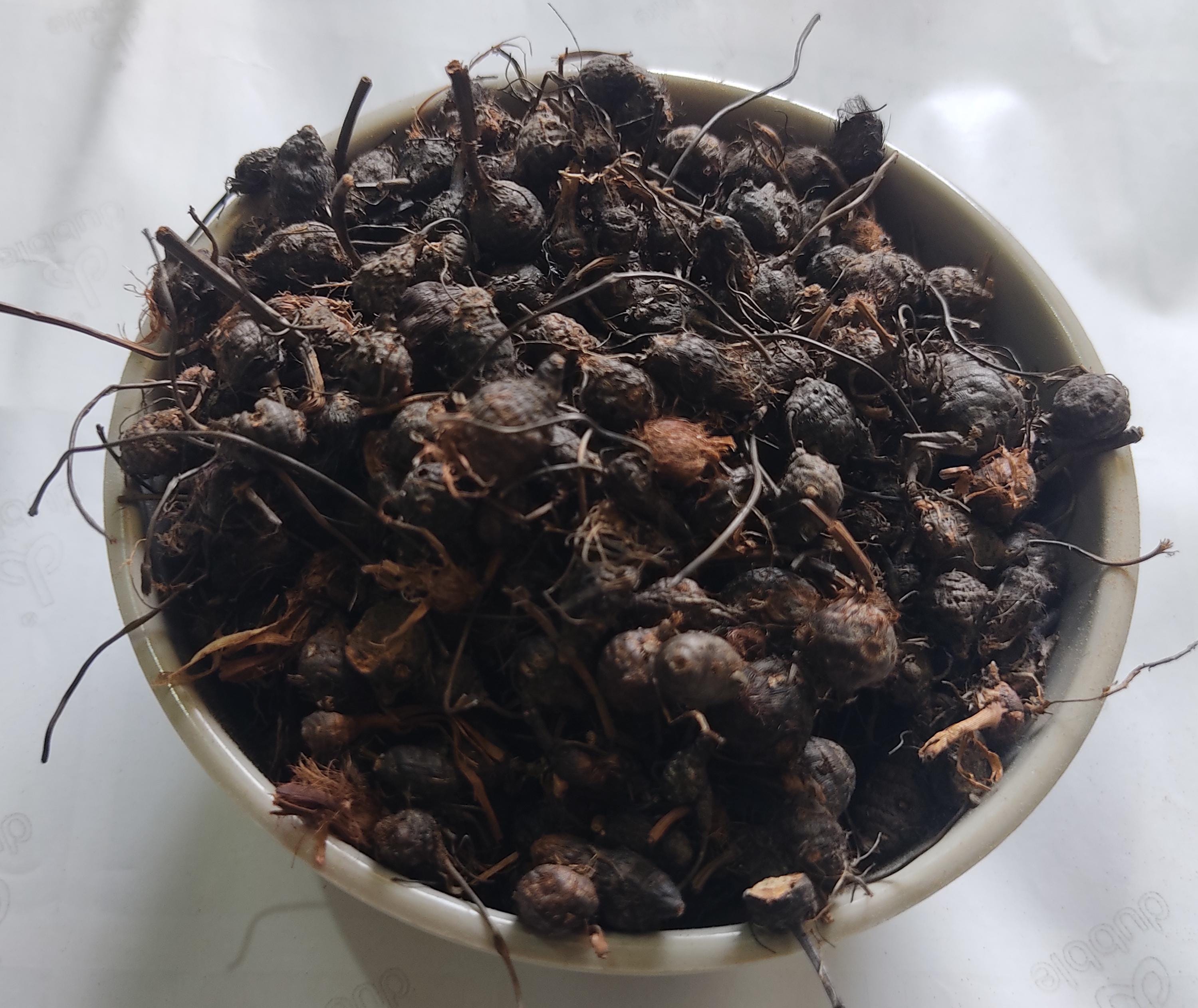 Iboga root bark - Etsy 日本