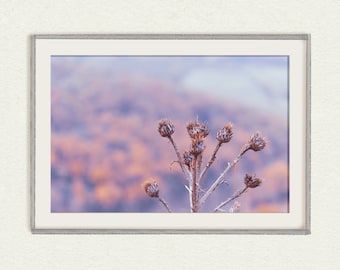 Toscana Flower Photo Printable Art, Nature Landscape Photography Print, Digital Art Print, Rustic Flower Picture, Large Wall Art