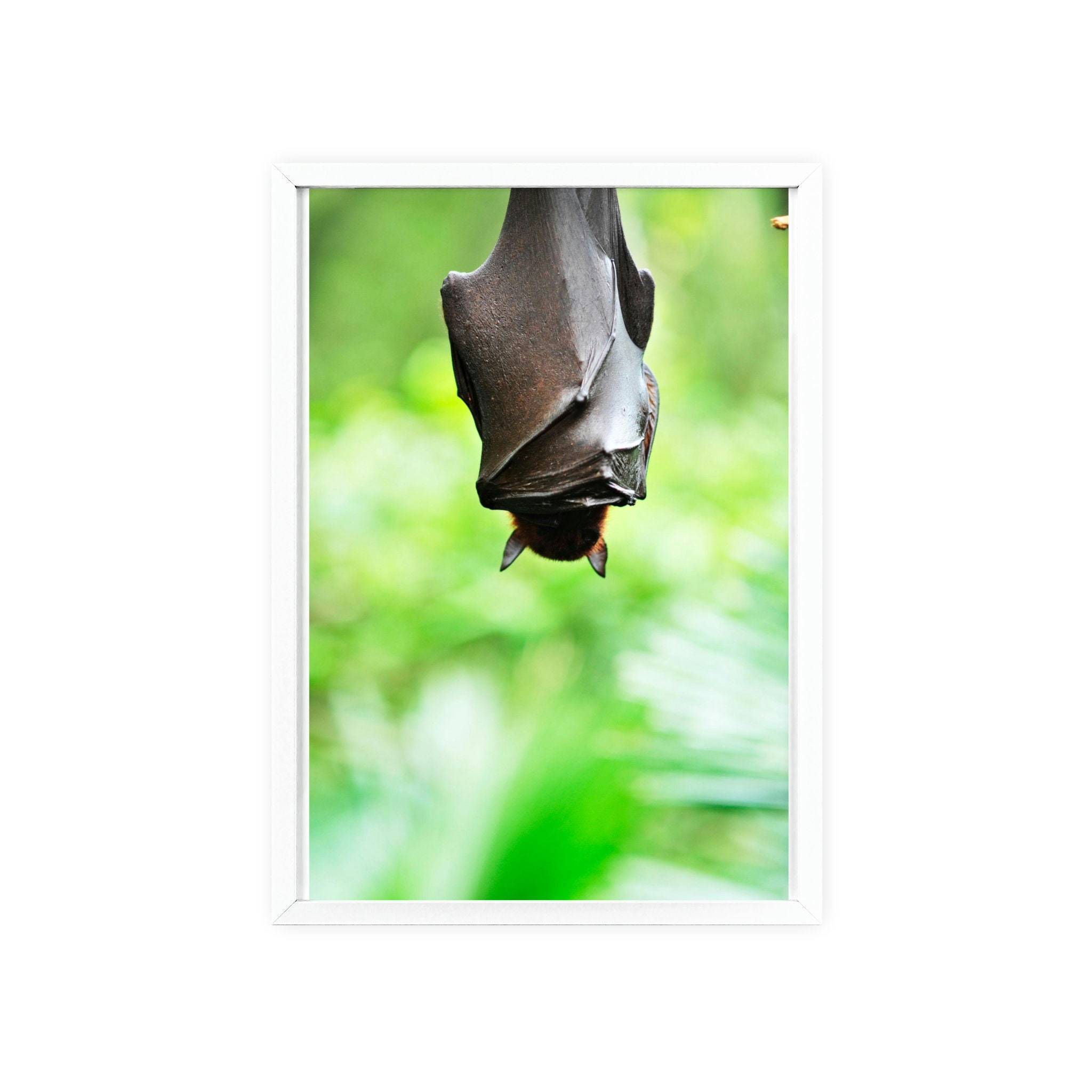 Bat sleeping - Posters with Wooden Frame