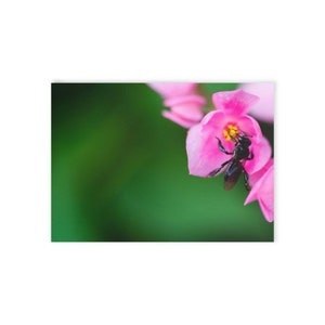 Bee Pollinating - Holiday Cards (One-sided print)