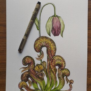 Illustrazioni botaniche personalizzate realizzate a mano - Opere originali per decorare le pareti della vostra casa