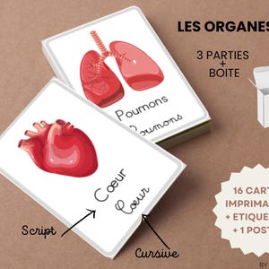 LES ORGANES cartes apprentissage français - 16 cartes Montessori + boîte imprimables + étiquettes 3 parties pdf + Poster anatomie corps