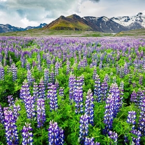 Iceland Wild Flower Landscape Photo Wall Art, Purple Lupine Field and Mountains. Photo Print, Giclée Print, Canvas Print, Metal Print.