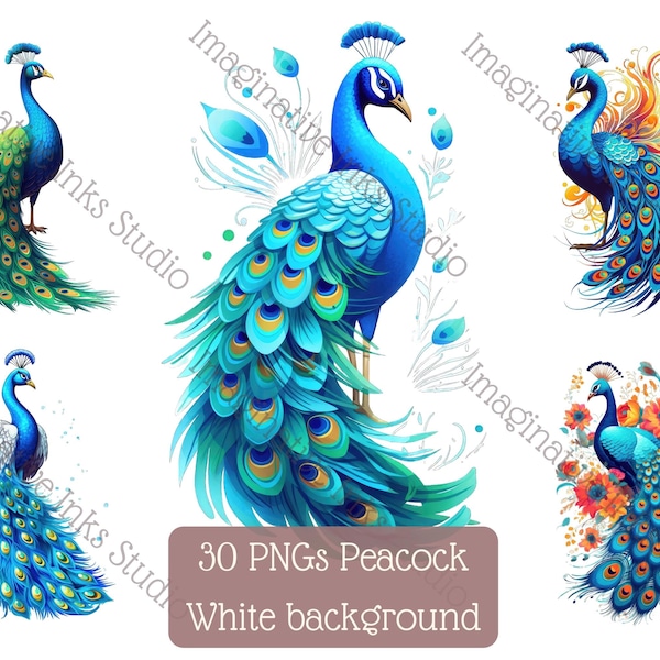 Peacock Clipart PNG Peacock Boho Flower Bird Wall Art Peacock Nursery Decor Peacock Babyshower Peacock Tail Peafowl Floral Bouquet Peacock