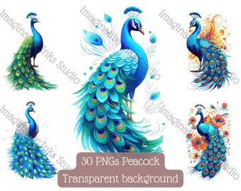 Peacock Clipart PNG Peacock Boho Flower Bird Wall Art Peacock Nursery Decor Peacock Babyshower Peacock Tail Peafowl Floral Bouquet Peacock