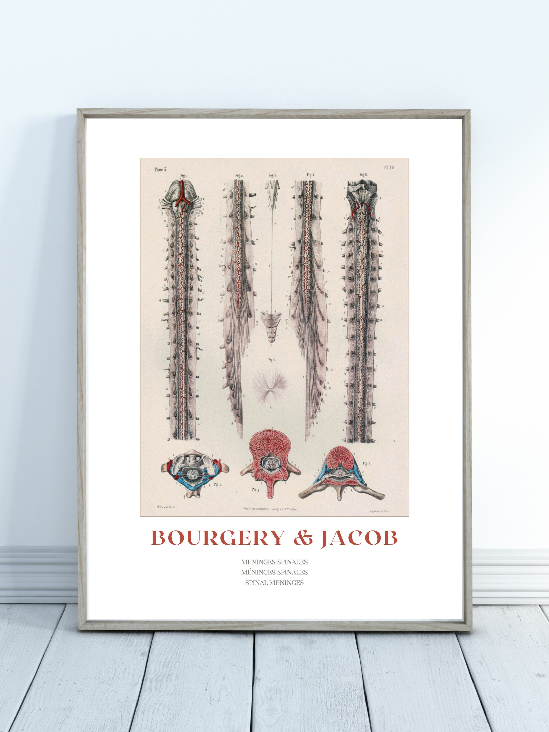Interactive Art:  Mastering Spinal Cord & Meninges Anatomy - af0lt9t