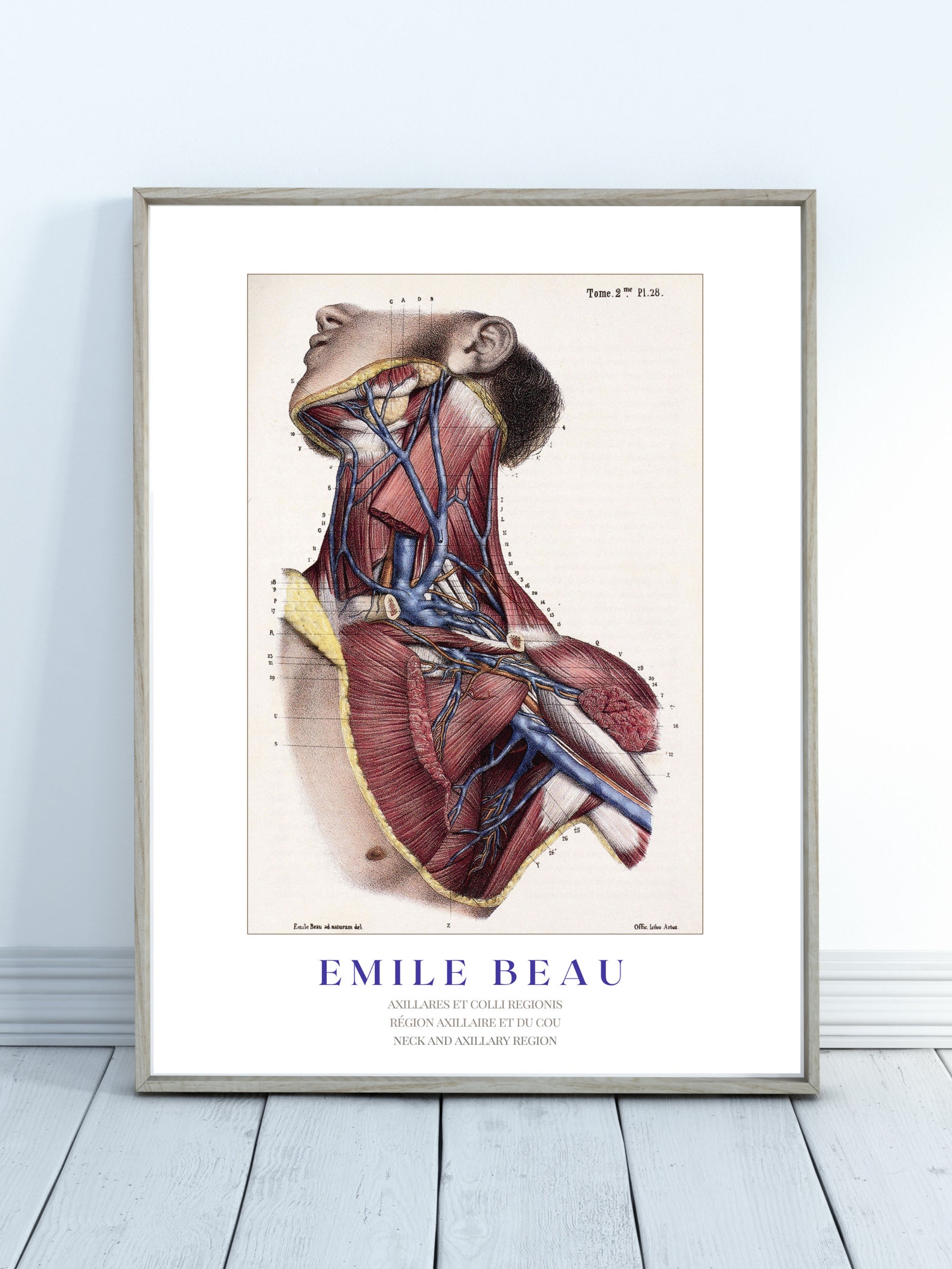 Neck and Axillary Region Anatomy Print, Anatomical Wall Art, Vintage ...