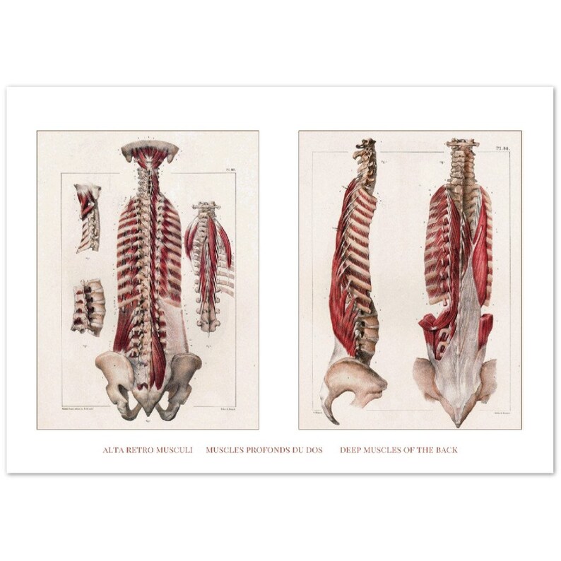 Muscles of the Spine Anatomy Print Anatomical Wall Art Etsy Australia