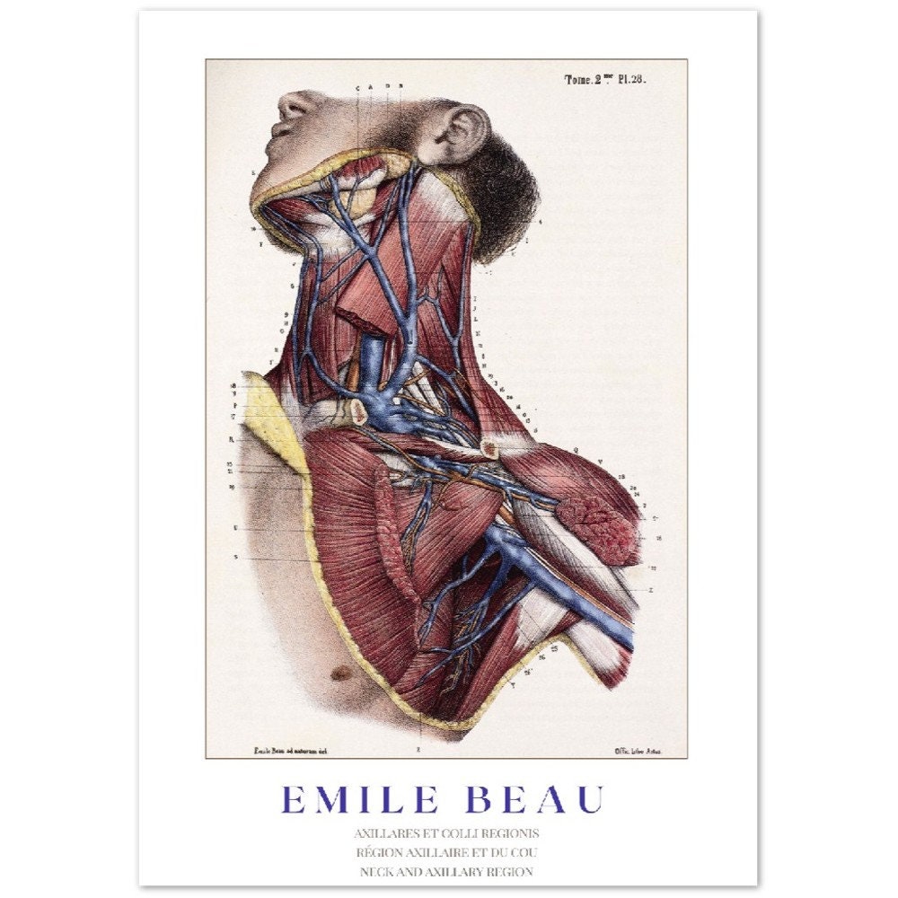 Neck and Axillary Region Anatomy Print, Anatomical Wall Art, Vintage ...