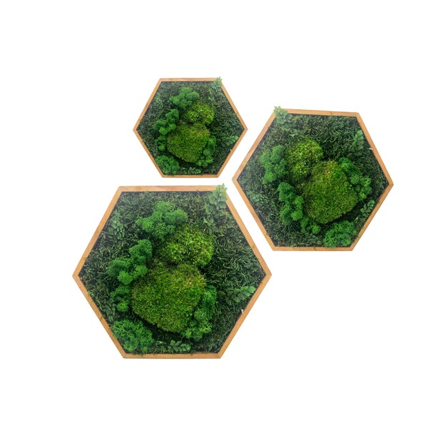 Moosbild Hexagon Wabe Sechseck Flachmoos & Ballenmoos mit konserviertem Moos