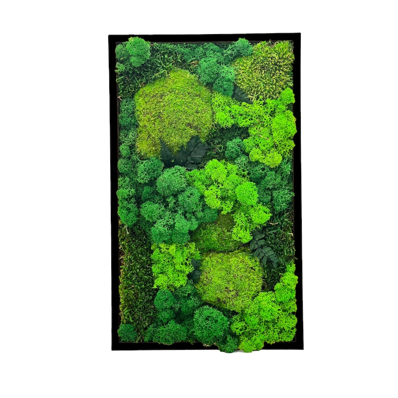 Moosbild: Black Dschungel Kombination aus Islandmoos,Ballenmoos,Flachmoos Bild 2