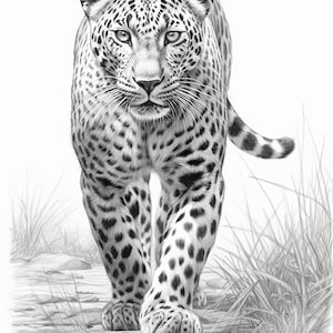 Puede incluir: Dibujo a l&aacute;piz detallado de un leopardo caminando hacia el espectador. El pelaje manchado del leopardo est&aacute; representado en tonos grises, con un enfoque en la mirada intensa del animal. El fondo presenta hierba alta y un efecto suave y borroso.