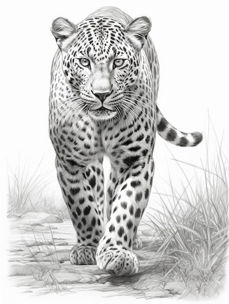 Puede incluir: Dibujo a l&aacute;piz detallado de un leopardo caminando hacia el espectador. El pelaje manchado del leopardo est&aacute; representado en tonos grises, con un enfoque en la mirada intensa del animal. El fondo presenta hierba alta y un efecto suave y borroso.